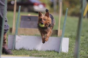 Dog jumping with ball