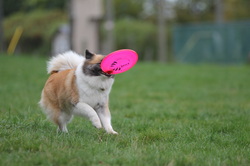 dog catching disc