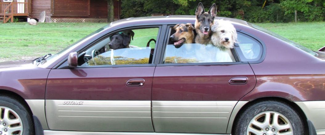 dogs looking out of car window